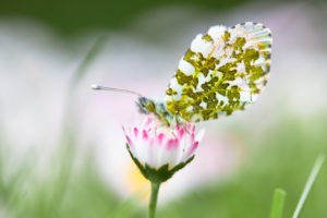 Aurora butterfly, Anthocharis cardamines, butterfly Aurora butterfly, Anthocharis cardamines, butterfly